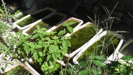 庭で産卵するシオカラトンボのメス