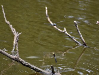 オスの警護産卵