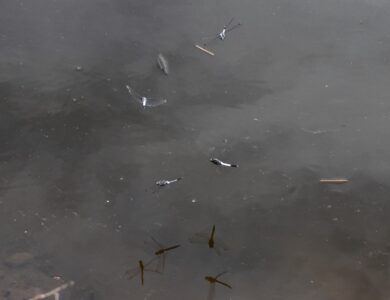 オス