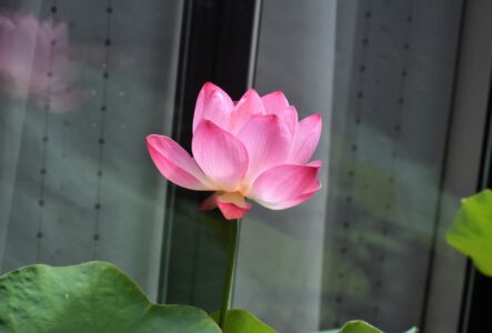 蝶戀花