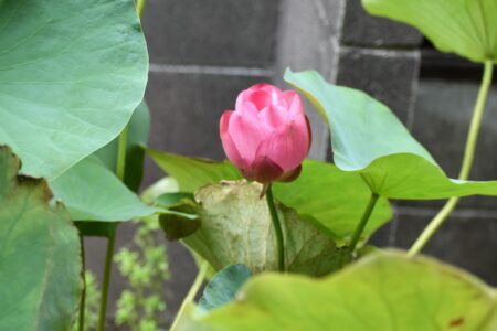 蝶戀花