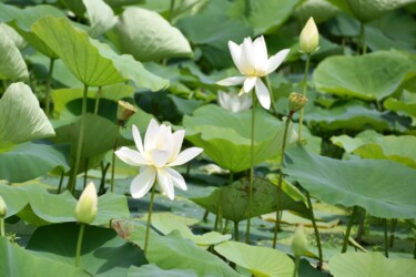 ハス田の白い花