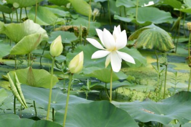 ハス田の白い花