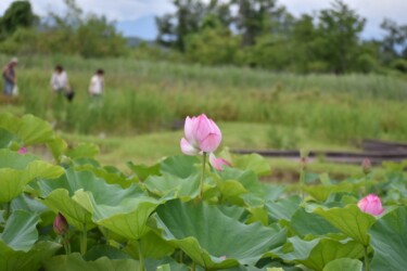 ギョウザンコウレン