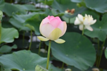 ミセススローハム