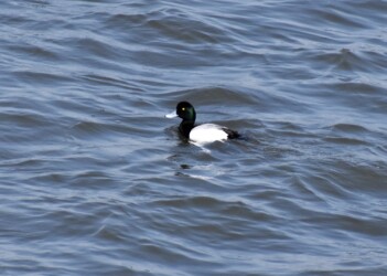 スズガモのオス