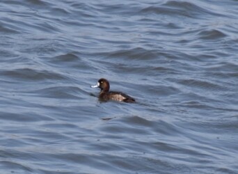 スズガモのメス