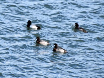 スズガモの群れ