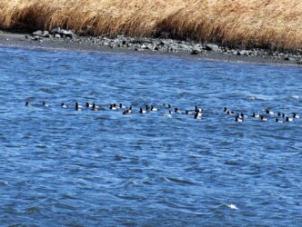 スズガモの群れ