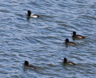 スズガモの群れ
