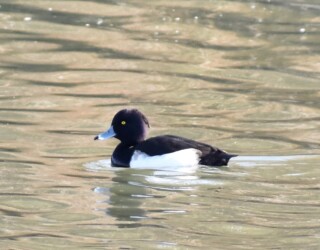 キンクロハジロのオス