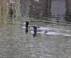 キンクロハジロ