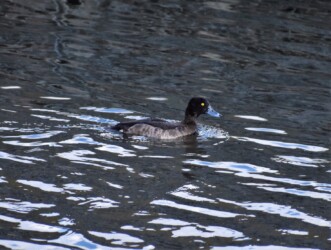 キンクロハジロのメス?
