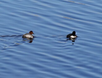 キンクロハジロ(右)ホシロハジロ(左)