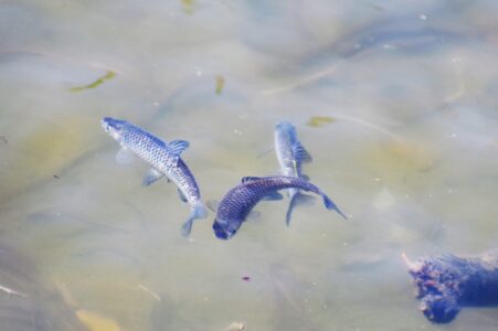 婚姻色のモツゴ 子どもの国公園で