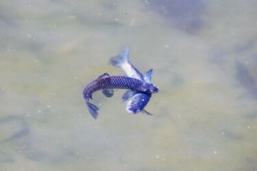 婚姻色のモツゴ 子どもの国公園で