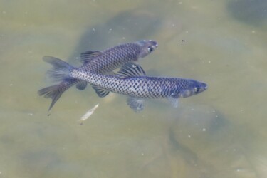 婚姻色のモツゴ 子どもの国公園で