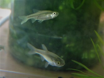 タモロコ? ヤリタナゴ? 不明!!