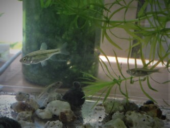 タモロコ? ヤリタナゴ? 不明!!