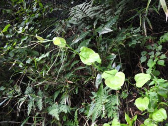 サルトリイバラ