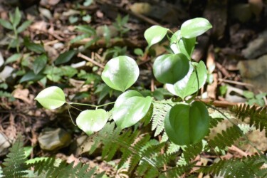 サルトリイバラ