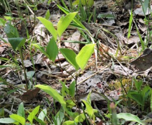 サルトリイバラ