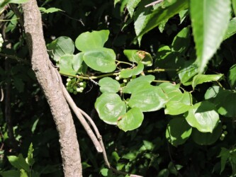 サルトリイバラの実