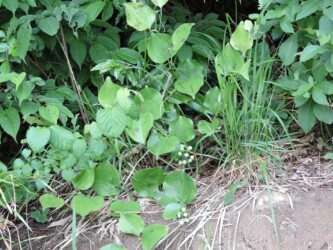 サルトリイバラの実