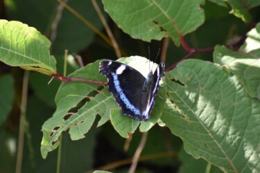 サルトリイバラを食草にするルリタテハ