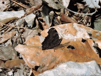 サルトリイバラを食草にするルリタテハ