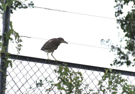 フェンスにとまる幼鳥