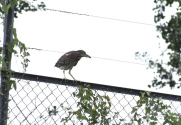 フェンスにとまる幼鳥