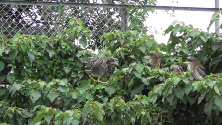 隣の縄張りに入り攻撃される幼鳥