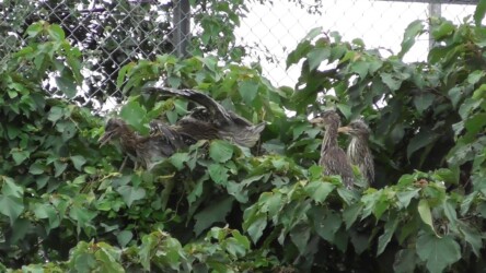 隣の縄張りに入り攻撃される幼鳥