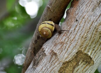 這うイセノナミマイマイ