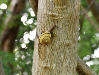 這うイセノナミマイマイ