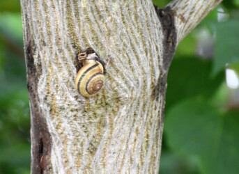 餌を取る? イセノナミマイマイ