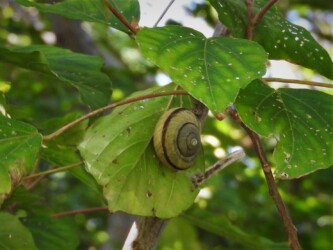 葉や幹にとまっているイセノナミマイマイ