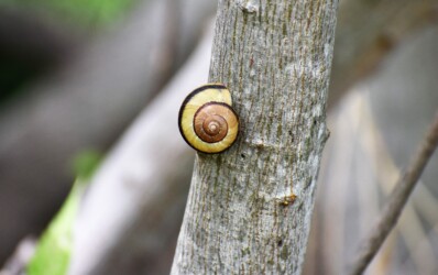 葉や幹にとまっているイセノナミマイマイ
