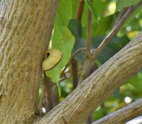 葉や幹にとまっているイセノナミマイマイ