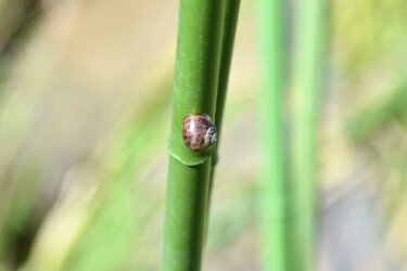 近くで見かけたカタツムリ(未同定)
