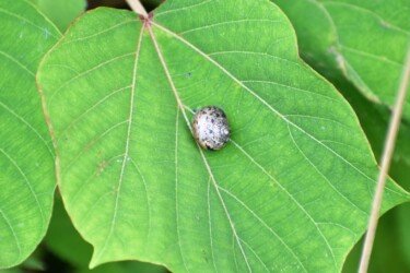 近くで見かけたカタツムリ(未同定)