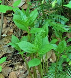 花茎がで始めたフタリシズカ