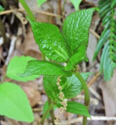 花茎がで始めたフタリシズカ