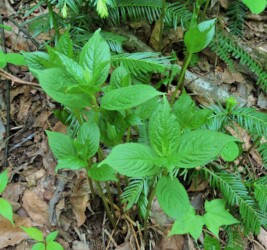 花茎がで始めたフタリシズカ