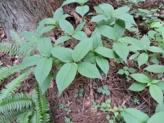 花茎がで始めたフタリシズカ