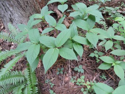 花茎がで始めたフタリシズカ