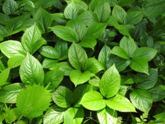 花茎がで始めたフタリシズカ