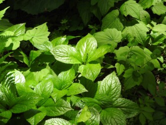 花茎がで始めたフタリシズカ