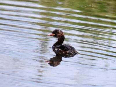 バンの幼鳥